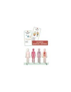 Coffret du méga atlas du corps humain - Sassi