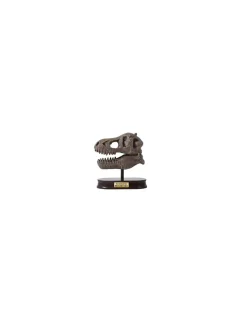 Kit de fouille T-Rex Museum Skull - Buki