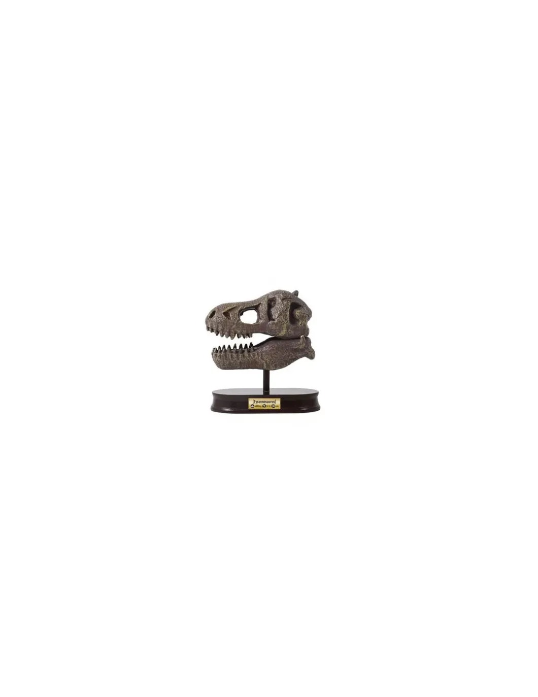 Kit de fouille T-Rex Museum Skull - Buki