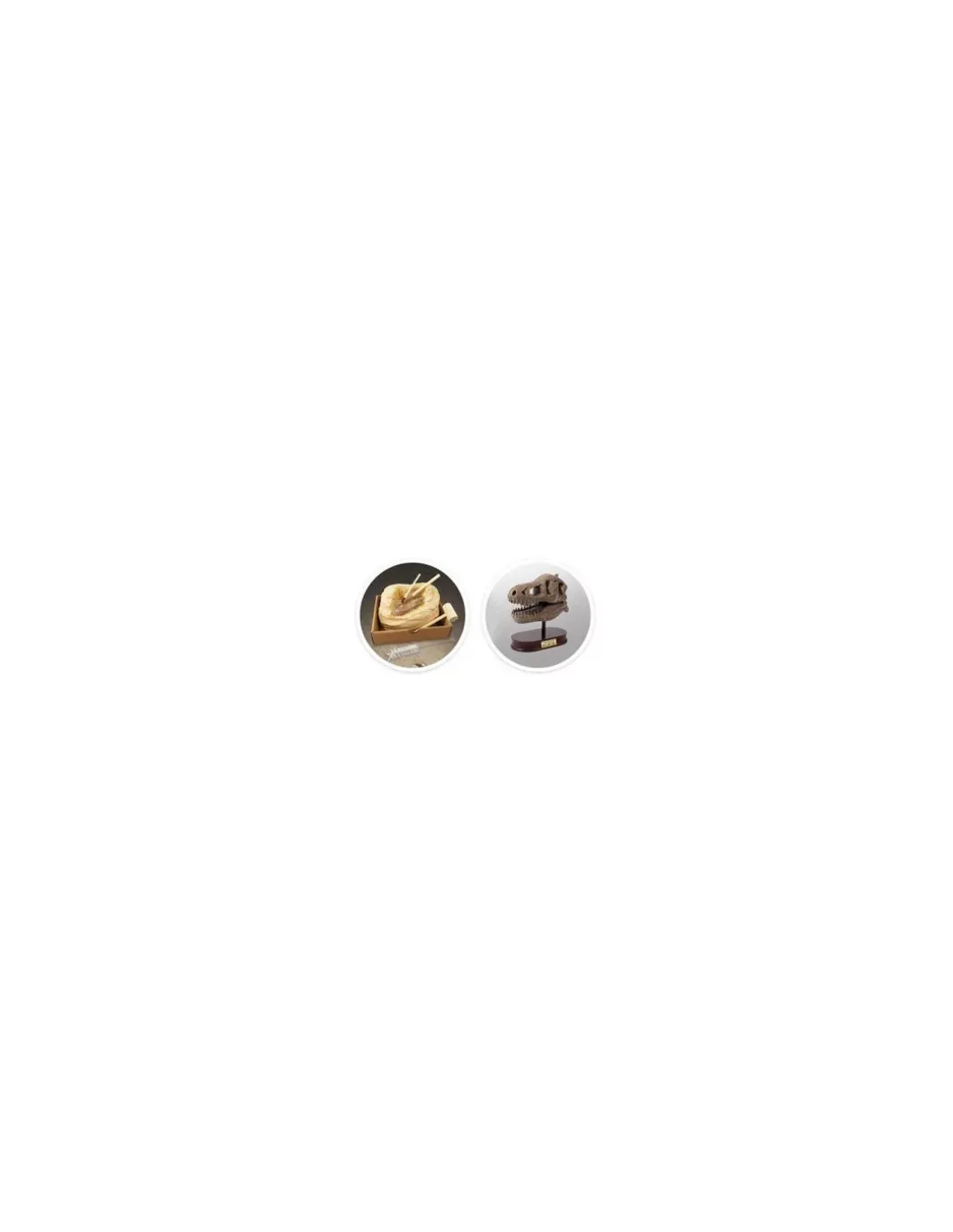 Kit de fouille T-Rex Museum Skull - Buki